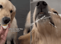 Video: Dog Siblings Have Very Different Eating Styles