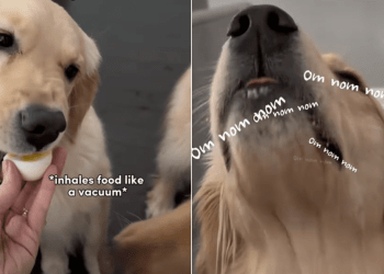Video: Dog Siblings Have Very Different Eating Styles