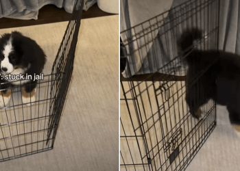 Puppy Gets Stuck in Jail in Adorable Video