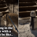 Video: Golden Retriever Steals Snowman’s Arm During Walk