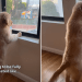Video: Golden Retriever Puppy Can’t Go Outside Yet, So He Does This Instead