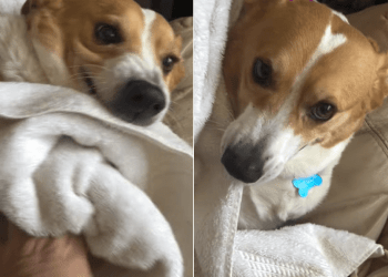 Video Shows What It’s Like to Dry Off This Dog After Playing in Snow