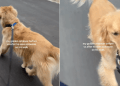 Video: Dog Totally Changes After Seeing Someone During Walk