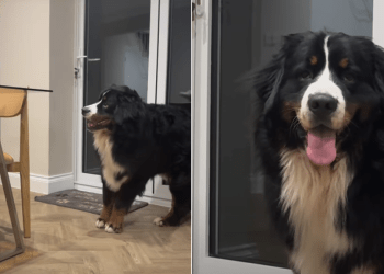 Video: Dog’s Post-Dinner Zoomies Involve a Lamb Toy