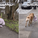 Video Shows a Labrador Carrying a Huge Rabbit Toy Around London