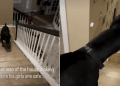 Video: Dog Positions Himself Between Door & Family to Protect Them