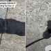 Video: Labrador Puppy Keeps Checking if Owner Is Having Fun Too on Their Walk