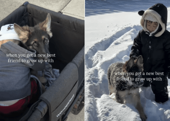 Puppy Wants to Go Where Tiny Human Is in Adorable Video