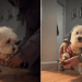 Video: Tiny Dog’s Post-Walk Ritual During the Blizzard Goes Viral