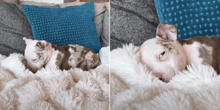 Rescue Puppy Caught Nestling in the Heated Blanket in Adorable Video