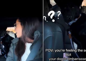 Video: Dog Feels ‘Embarrassed’ by Mom’s Car Act