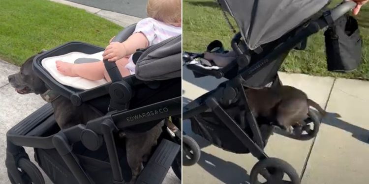 Video: Staffy Knows How to Perfectly Land on Baby’s Stroller