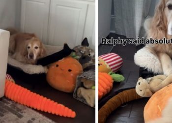 Video: Golden Retriever Makes Sure His Toys Are Not Shared With the Puppy