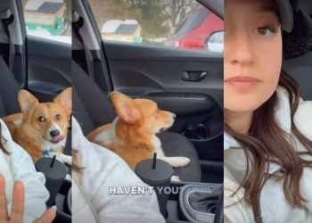 This Corgi’s Side-Eye Will Make Your Day