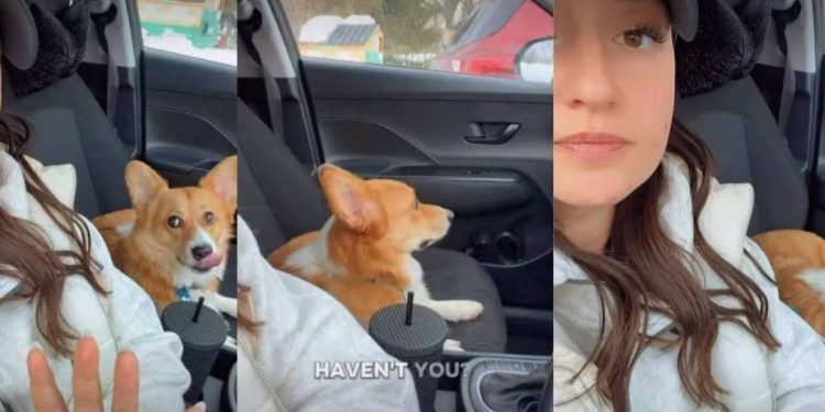 This Corgi’s Side-Eye Will Make Your Day