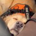 Video: Golden Retriever Can Barely Stay Awake While Flying