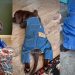 Video: Labrador Puppy Looks Absolutely Adorable in Denim Fit