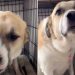 Dog’s Reaction After Eating Cheese Is Unlike Anything You’ve Ever Seen