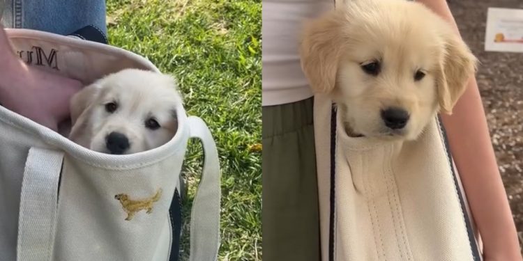 Video Shows How Golden Retriever Puppy Goes Out Without Touching the Ground