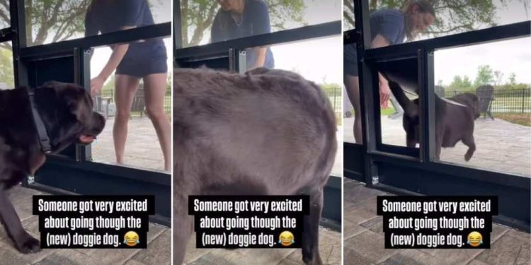 Video: Labrador Gets Thrilled After Passing Through New Dog Door