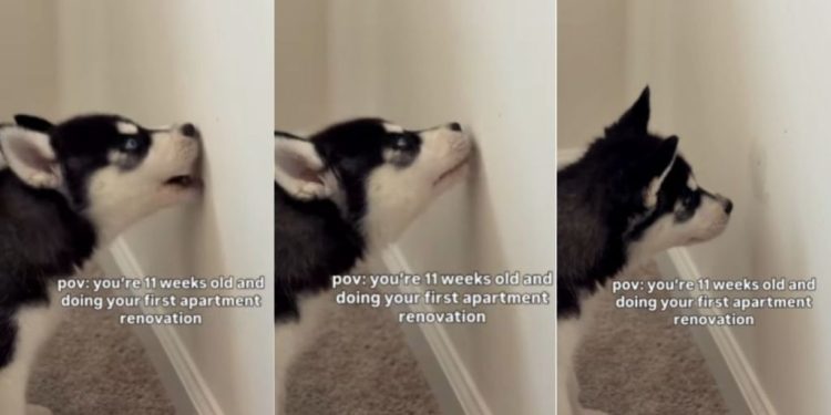 Puppy Takes up His First Home Renovation Project at a Very Young Age