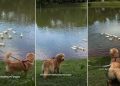 Golden Retriever Charms Ducks at the Lake Effortlessly