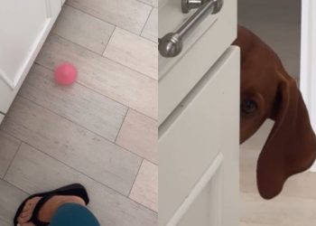 Dog’s Version of Playing Fetch Is Very Different