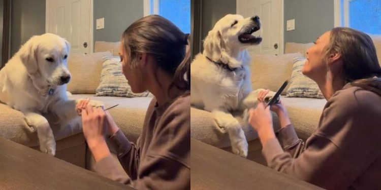 Video: Golden Retriever Wants to Do Everything Owner Does — Even Nail Trimming