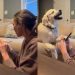 Video: Golden Retriever Wants to Do Everything Owner Does — Even Nail Trimming
