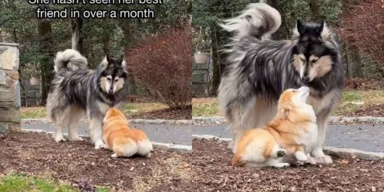 Dog Besties Meet After a Month in Viral Video