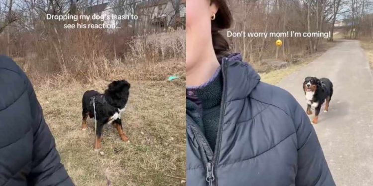 Video: Dog Pulls an Unexpected Move Seconds After Owner Drops the Leash