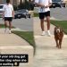 Video: Senior Dog Walks Faster As Soon As She Sees Owner