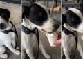Video: Pup Tries Puppuccino for the First Time