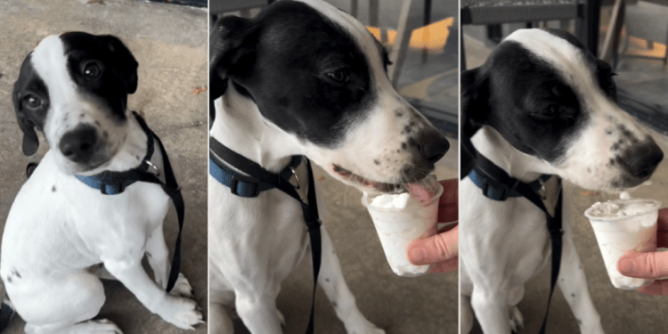 Video: Pup Tries Puppuccino for the First Time