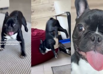 Frenchie’s Understanding of Solid Objects Is Limited & Here’s Proof