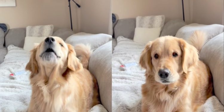 Video: Golden Retriever Reminds Owner of ‘Peanut Butter’ Time