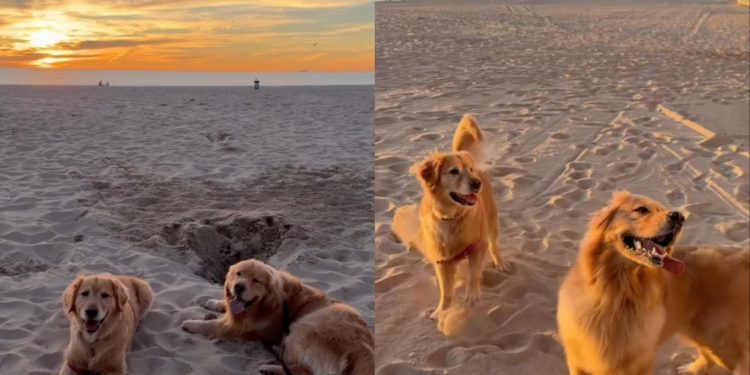 Video: Dog’s Reaction To Seeing ‘Girlfriend’ Is Super Cute