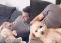 Video: Tiny Dog Is Super Comfy Getting Head Rubs From Owner