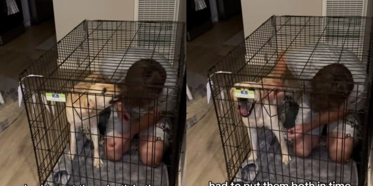 Dog Gets Time Out in Crate With Dad, but Still Won’t Learn in Funny Video