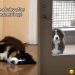 Dog Sleeps While Mom Cleans up the Mess He Made in Hilarious Video