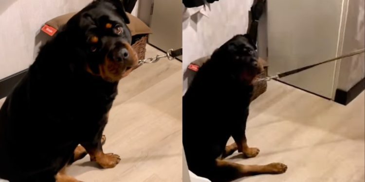 Dog Refuses to Go for a Walk with the ‘Spare Human’ in Funny Video