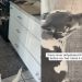 Video: Dog Shows Owner Exactly What She Wants from the Kitchen
