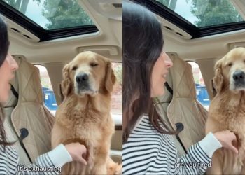 Daycare Leaves Golden Retriever Too Tired to Move