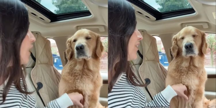 Daycare Leaves Golden Retriever Too Tired to Move
