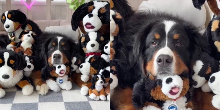 Dog Nearly Disappears in a Pile of Look-Alike Toys