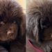 Newfoundland Puppy Melts Internet With Just His Eyes