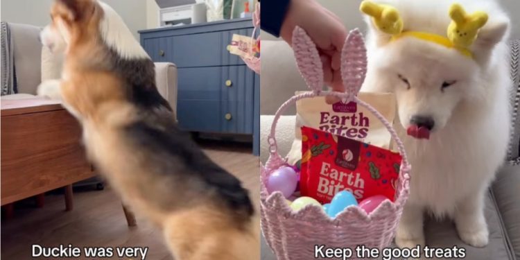 Video: Samoyed & Corgi Enjoy Easter Egg Hunt