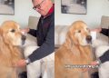 Golden Retriever Gives Mom ‘Stink Eye’ When She Disrupts His Privacy