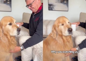 Golden Retriever Gives Mom ‘Stink Eye’ When She Disrupts His Privacy