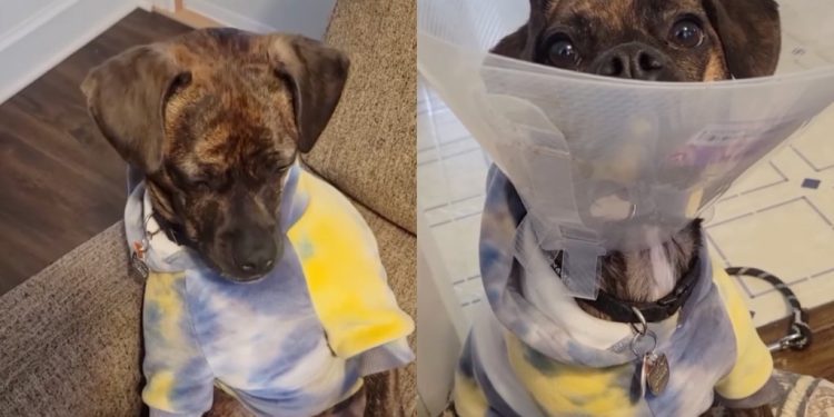 Dog ‘Tragically Chips His Toenail’ & Has an Adorable Way of Showing It